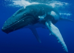 Balenottere comuni avvistate nel mare di Vasto, a largo di Punta Penna